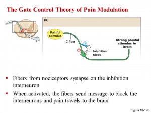 The gate controle theory of pain