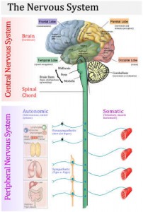 zenuwsysteem